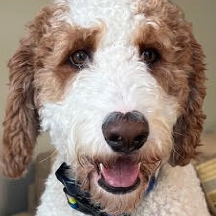 mac hometown childrens dentistry